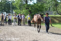 13頭が出品した平取町の第45回1歳馬育成管理品評会