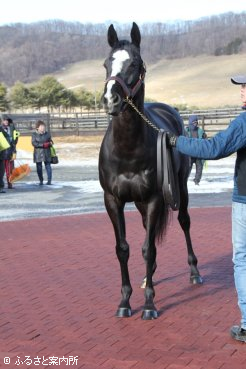 芝の中短距離重賞で4勝をあげたガルボ