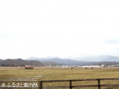 エイシンヒカリが育った放牧地