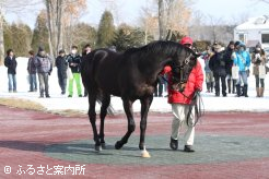 日高の至宝ステイゴールドが展示会の大トリを務めた