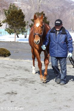 タイキシャトルは若々しい馬体を披露した