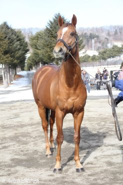 今年も重賞馬の誕生が期待されるスズカフェニックス