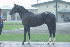 牡馬最高価格馬｢コールドフロントの2012｣(牡、父サムライハート)