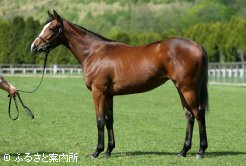 最優秀賞を受賞したフラワーブリーズの2012(写真提供:平取町軽種馬生産振興会)。7月のセレクションセールへの上場が予定されている