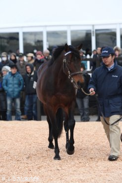 産駒たちの3歳クラシック戦線での活躍が期待されるアドマイヤムーン