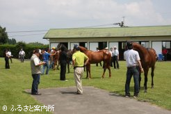 せり開始前に行われた展示