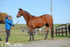 ファーストレディはグランド牧場の生産所有馬で種牡馬となったスマートボーイの4年目産駒
