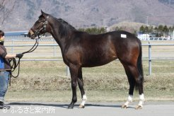 グランプリボスの半妹、申請馬名リージェンツパーク(父キングズベスト)