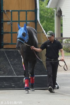 社台スタリオンステーションに到着したベルシャザール