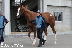 2012年JRA年度代表馬ジェンティルドンナの半弟(父ゼンノロブロイ)