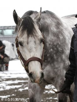 新種牡馬ジョーカプチーノ