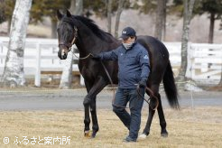 ダートG１勝ちの新種牡馬ニホンピロアワーズ