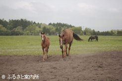 ヤナガワ牧場の放牧地
