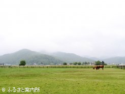 新ひだか町三石川上に位置する松本牧場の放牧地