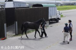 JRA日高育成牧場に移動してきた1歳馬