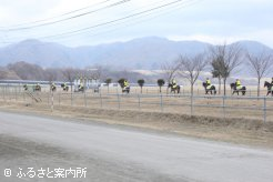 軽種馬育成調教センターで調教に励む育成馬