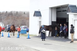 日高育成総合施設軽種馬育成調教場から始まった北海道地区の産地馬体検査