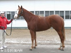 2歳の半妹(牝、父ハービンジャー)