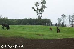 広い放牧地でストレスフリーな日々を送っている