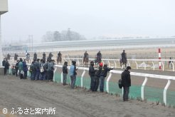 馬場入場するJRA育成馬たち