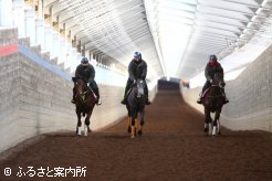 屋内直線坂路コースは冬場でもフル稼働(※本文とは関係ありません)