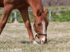 黙々と草を食べ、馬体は回復している