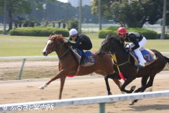 騎乗供覧の様子