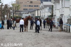 北海道市場　展示には大勢の購買者が足を運んだ