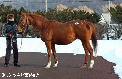 最高価格馬のラインレジーナ。秋に続いて最高価格馬はエンパイアメーカーの受胎馬となった