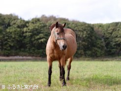 北海道和種の浦里はサラブレッドと一緒に放牧中