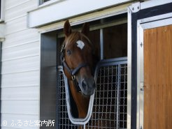 馬房から顔を覗かせ懐かしい香りをかぐタイキシャトル