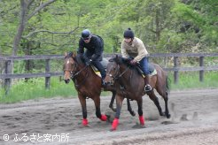 自慢のダートコースで乗り込む2歳馬たち