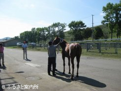 マイクロチップ検査を受けるJRA購買馬