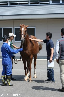 馬体を触ってボディコンディションスコアをつける参加者