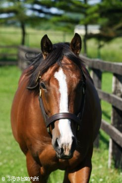 アロースタッドで種牡馬生活を送るセイントアレックス