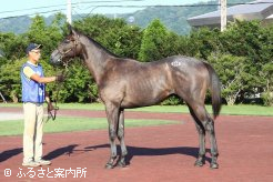 価格2位タイNo.664「グッドセイラー2011」