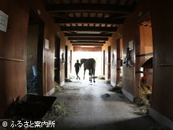 馬もキューピット役として頑張ります