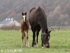 母ダイヤモンドピサは今年、タニノギムレットを交配予定