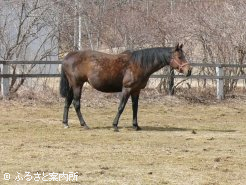 殊勲の母ネイチャーガイド