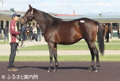 高額2位ファビラスタイム