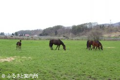北海道浦河町にある小池牧場の放牧地