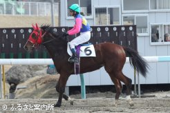2014年菊花賞馬トーホウジャッカルの初年度産駒となるチャカルデブロンセ