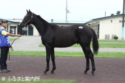 3番目の高額取引馬No.303「エアコゼットの12」(牡、父ロージズインメイ)
