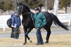 エイシンサンディの後継種牡馬セイクリムズン