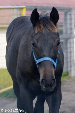 マイネイサベルの従兄弟にあたるオープニングベルの2012