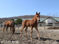 母カエデにとっては初子となる