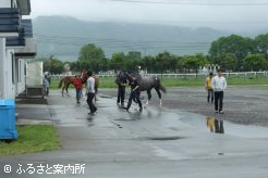 検査の順番を待つ若駒たち