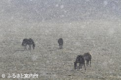 写真２　[流れる吹雪]