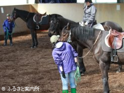 起用馬は素直で従順な馬ばかり