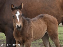 半兄に続く重賞制覇を目指して、すくすく成長している